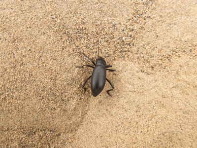 Black Click Beetle