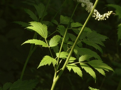 Black Cohosh