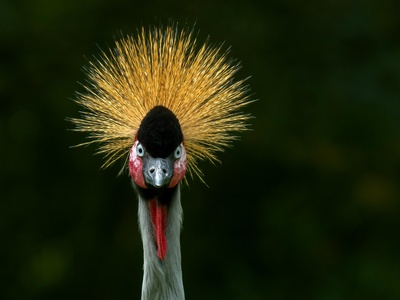 Black Crowned-Crane