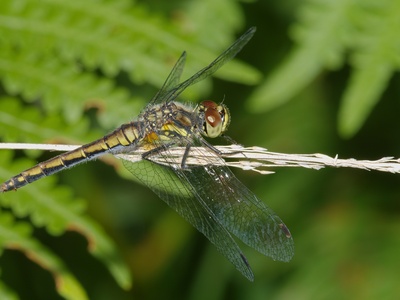 Black Darter