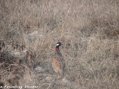 Black Francolin