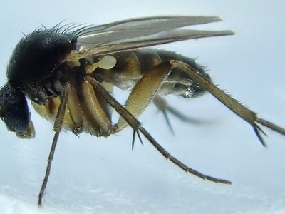 Black Fungus Gnat