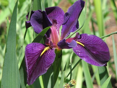 Black Gamecock Iris