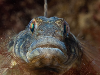 Black Goby