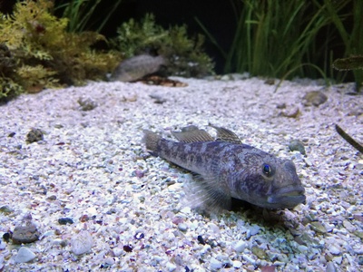 Black goby