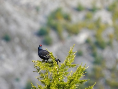 Black Grouse