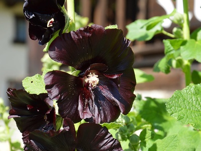 Black Hollyhock