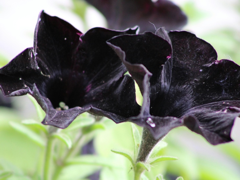 Black Rash Plant List of Black Plants - Flora Fauna Fun