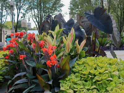 Black Knight Canna
