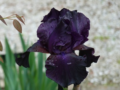 Black Knight Iris
