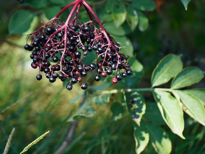Black Lace Elderberry