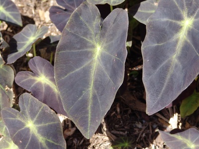 Black Magic Elephant Ear