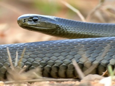 Black mamba