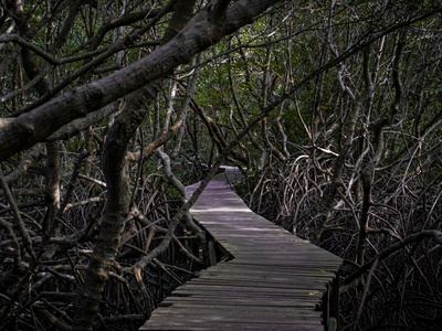 Black mangrove