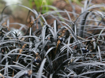 Black Mondo Grass