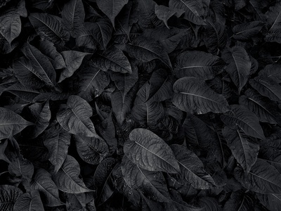 Black Mondo Lilyturf