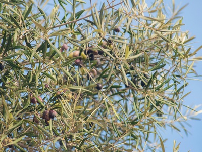 Black olive (bullet tree common name)