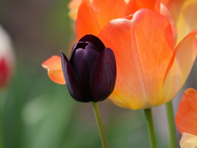 Black Parrot Tulip