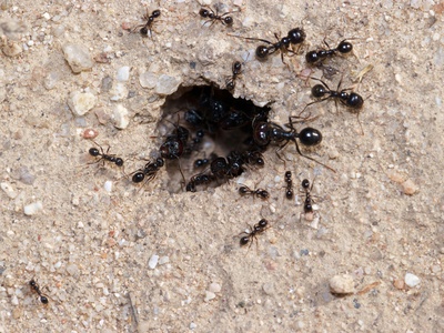 Black Pavement Ant
