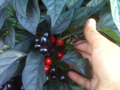 Black Pearl Pepper