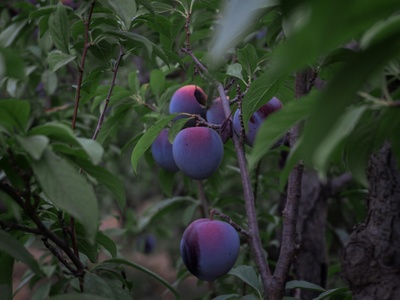 Black Plum