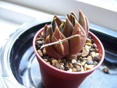 Black Prince Echeveria