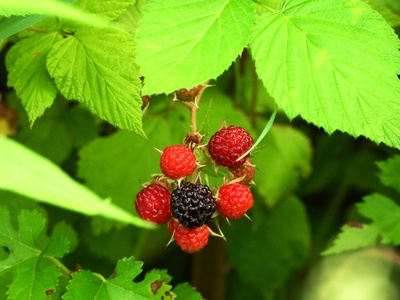 Black raspberry