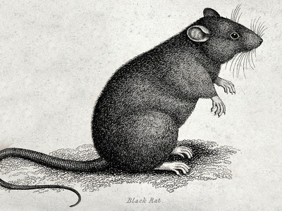 Black Rat