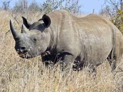 Black Rhinoceros