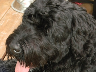 Black Russian Terrier