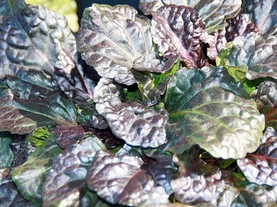Black Scallop Bugleweed