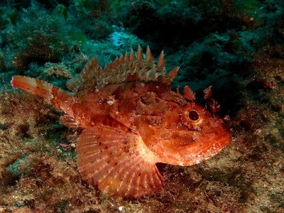 Black scorpionfish