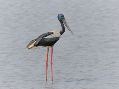 Black Stork