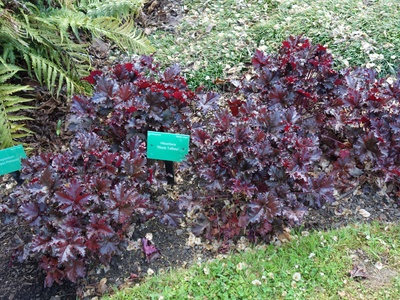 Black Taffeta Heuchera