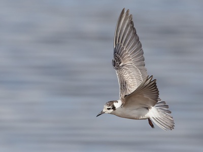 Black Tern