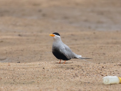 Black Tern