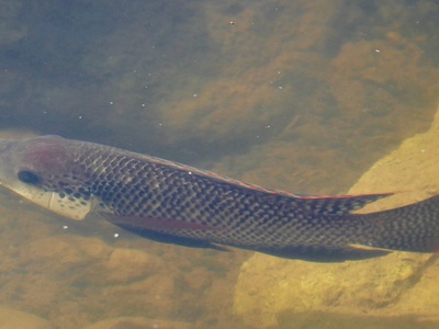 Black Tilapia