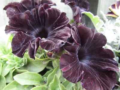 Black Velvet Petunia