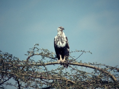 Black‑and‑white Hawk‑Eagle