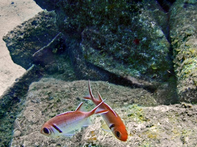 Blackbar soldierfish