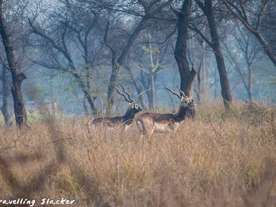 Blackbuck