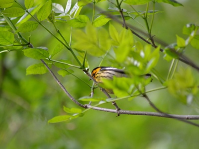 Blackburnian Warbler
