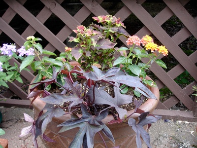 Blackie Sweet Potato Vine