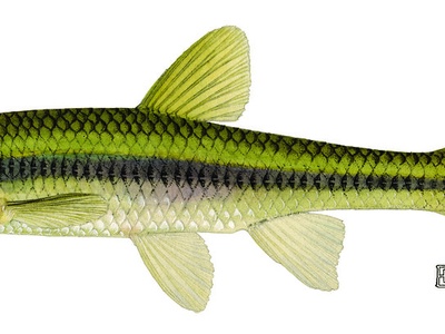 Blacknose Shiner