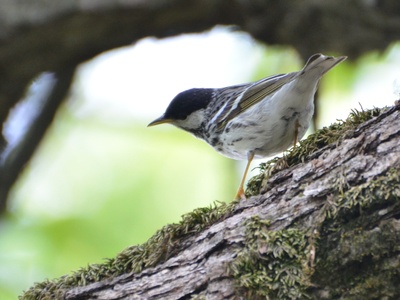 Blackpoll Warbler