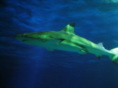 Blacktip Reef Shark