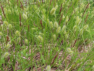 Bladder-sedge