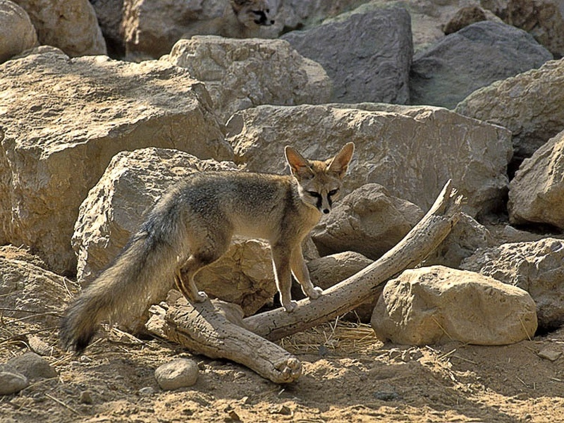 The Complete List of Mammals of Saudi Arabia - Flora Fauna Fun