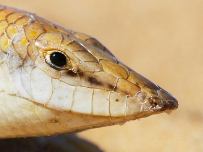 Blanford's Short-nosed Sand Snake