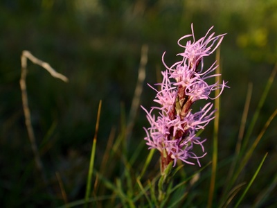 Blazing Star (Gayfeather)